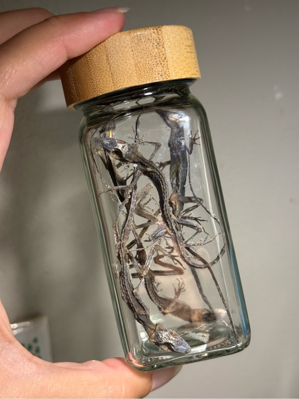 Oddities and Curiosities - 5 dried anole lizards in glass jar